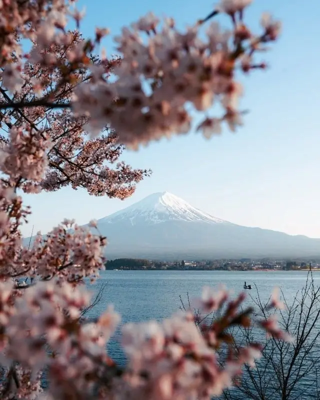 Cerezos en flor frente al monte Fuji y un lago